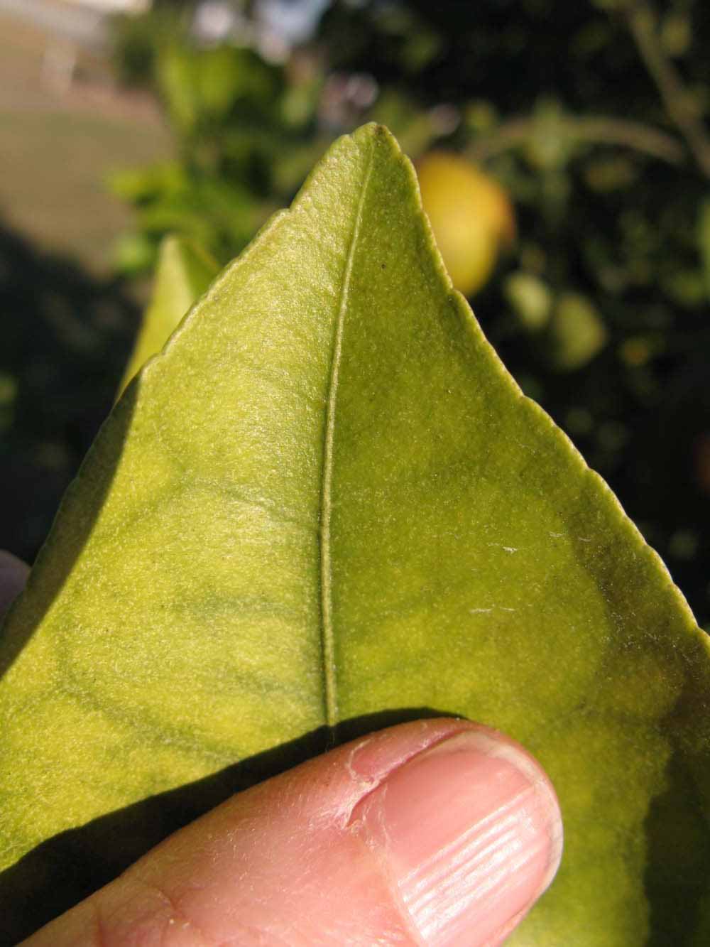              Margin (Winter Haven, FL)       